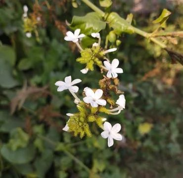 White flowers in the forest Stock Photos