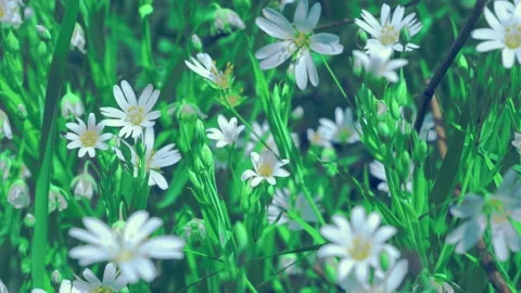 White flowers in the forest. Relax view Stock Footage 130896022