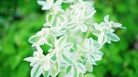 White flowers. Free space for insertion. Stock Footage 248956305