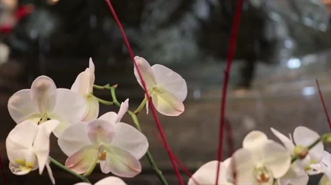 White Flowers in Front of Fountain Stock Footage 59792100