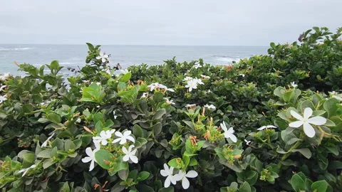 White flowers in front of the la jolla beach Stock Footage 202058623