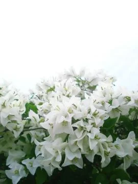 White flowers front Stock Photos