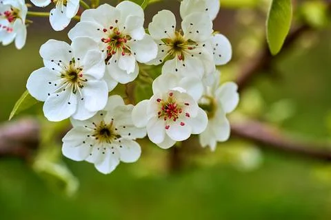 White flowers on fruit tree closeup Foto stock