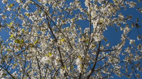 White flowers on fruit tree during spring Foto stock