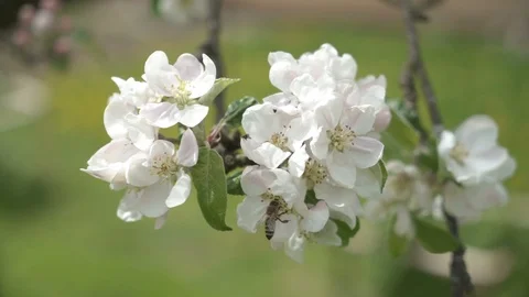 White flowers of fruit tree is pollinate with honey bee in green organic garden Stock Footage 108314854