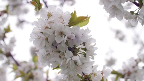 White flowers of fruit tree in spring Stock Footage 230039744