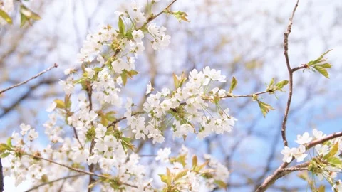 White flowers of a fruit tree in spring Video stock 230040142