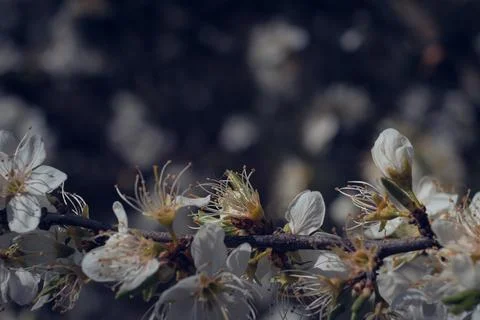 White flowers on fruit trees in spring Stock Photos