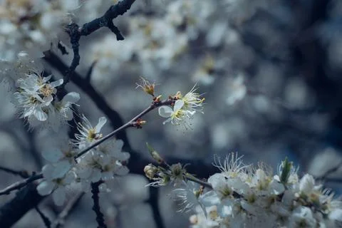 White flowers on fruit trees in spring Stock-Fotos