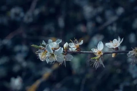 White flowers on fruit trees in spring Stock Photos