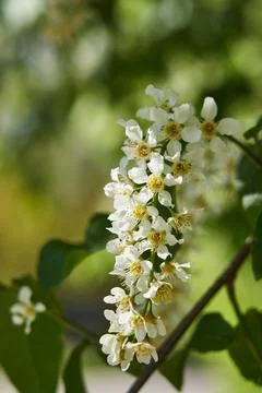 White flowers of fruit trees in spring on a background of green leaves. Detailed Stock Photos