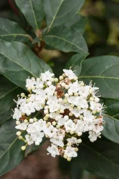 White flowers in full Spring bloom Stock Photos