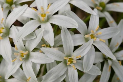 White flowers in full Spring bloom Stock Photos