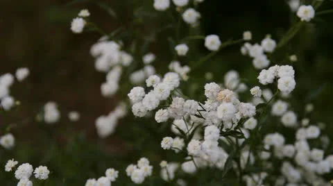 White flowers in the garden Stock Footage 25846407