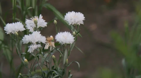 White flowers in the garden Video stock 25846575
