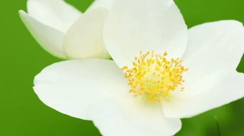 White flowers in the garden Stock Footage 49933906