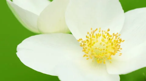 White flowers in the garden Stock Footage 49934013