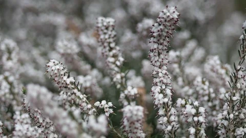White flowers in the garden Video stock 75198509