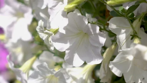 White flowers in the garden Stock Footage 86476302