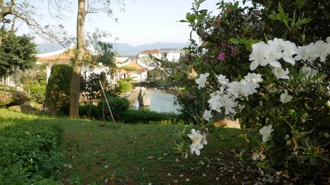 White Flowers on Garden Stock Footage 87598548