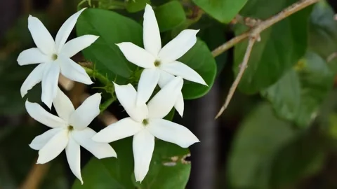 White flowers in the garden Stock Footage 246184926