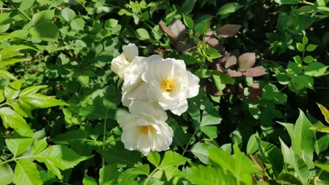 White flowers in garden 库存影片 272603784