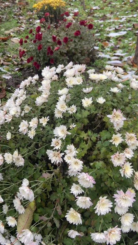 White flowers in the garden Stock Footage 293091384