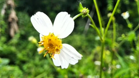 White flowers in the garden Stock Footage 297424105