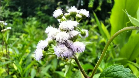 White flowers in the garden Stock Footage 297424114