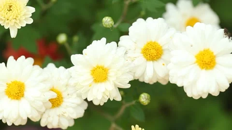 White flowers in garden 動画素材 303048429