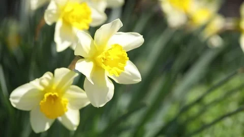 White flowers in garden 스톡 동영상 303048514