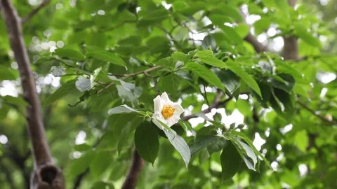 White flowers in the garden Video stock 310079722