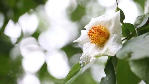 White flowers in the garden Video stock 310079754