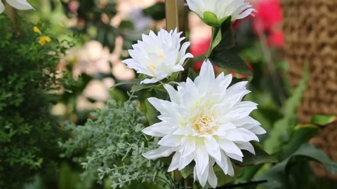 White flowers in the garden Stock-Footage 310079999