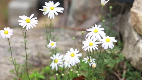 White flowers in the garden Stock Footage 310161302