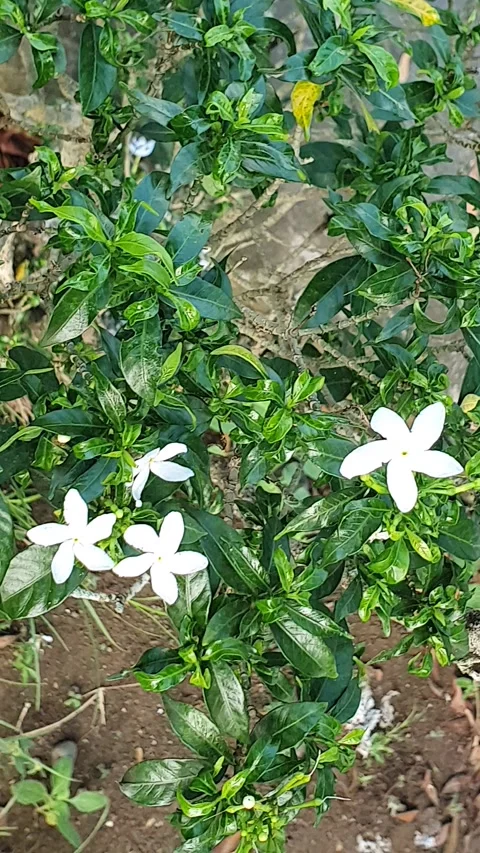 White flowers in the garden Stock Footage 310662884