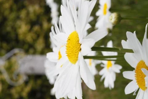 White flowers in garden Stock Photos