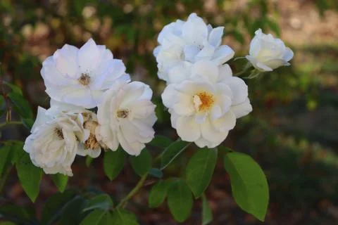 White Flowers in the Garden 스톡 사진