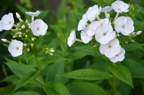 White flowers in the garden. Stock Photos