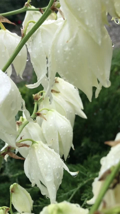 White flowers of garden yucca Stock Footage 202320439