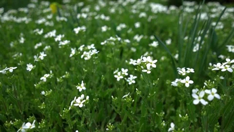 White flowers on grass background Stock Footage 272786954