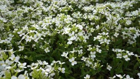 White flowers on grass background Stock Footage 272786983
