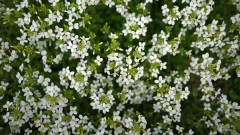 White flowers on grass background Stock Footage 272958258