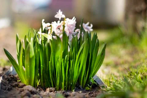 White flowers with grass background Stock Photos