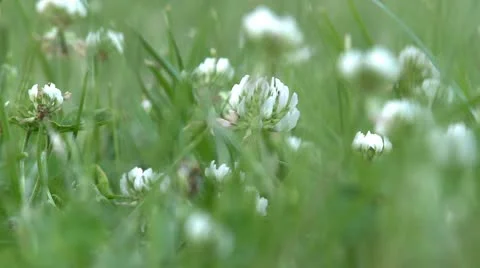 White flowers in grass, close up Stock Footage 11163587