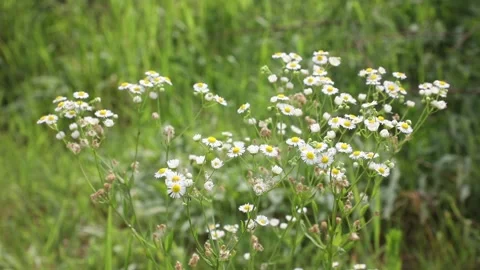 White flowers in the grass Stock-Footage 310075829