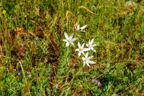 White flowers in the grass in spring Stock Photos