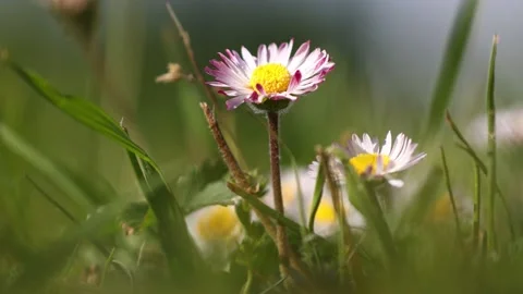White flowers in the grass in spring at the Rhine river Stock Footage 139913876