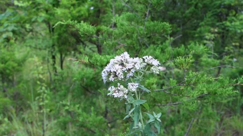 White Flowers Green Background Stock Footage 136640401