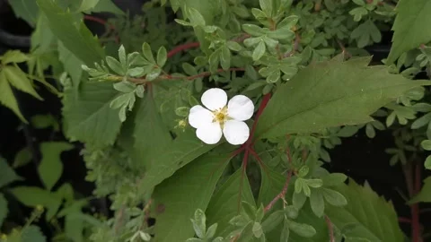 White flowers on a green background. 库存影片 137002283